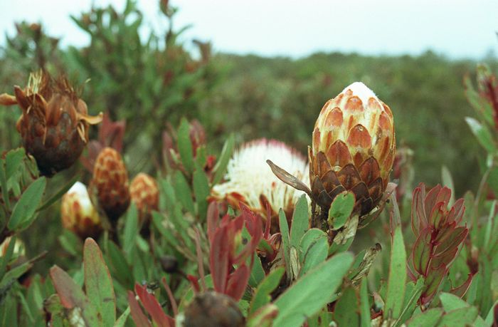 Protea B&uuml;sche