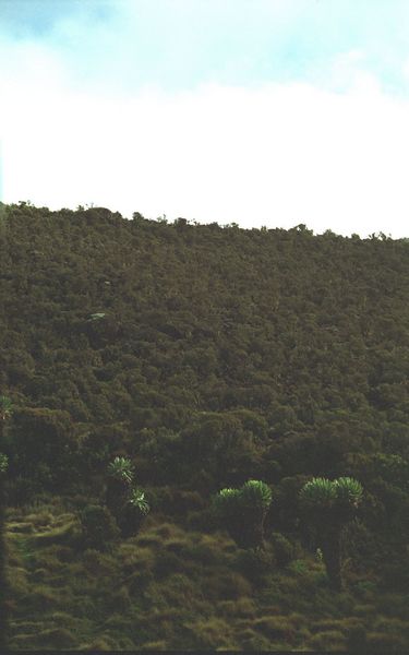 Senecien vor der Horomboh&uuml;tte