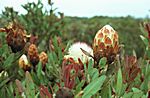 Protea B&uuml;sche