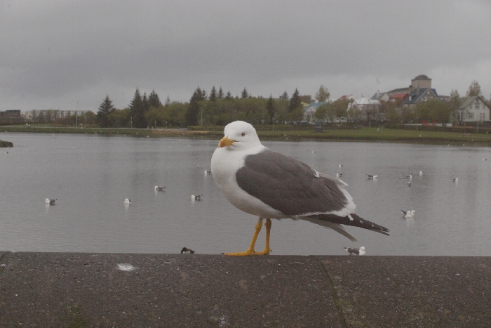 In Reykjavik