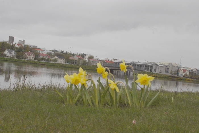 In Reykjavik