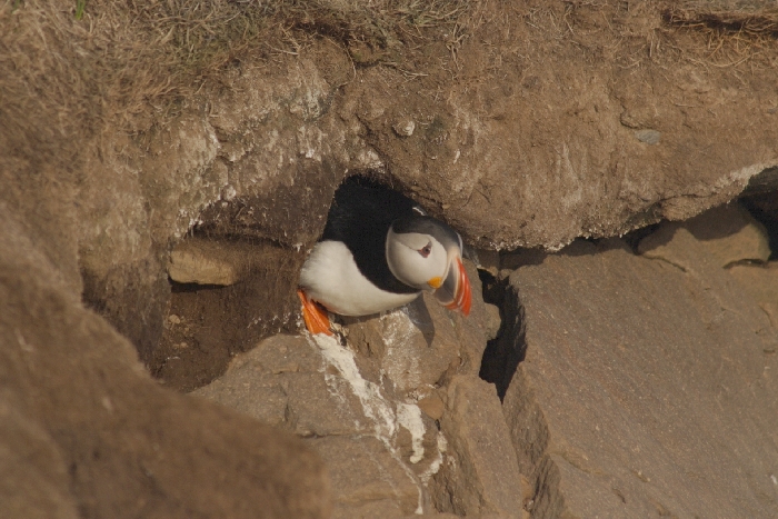 Papageientaucher