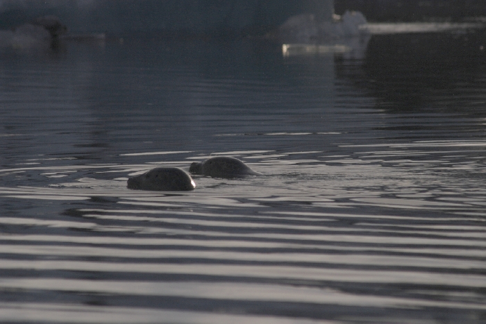 J&ouml;kulsarlon - Gletschersee