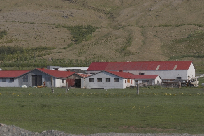 Haliu