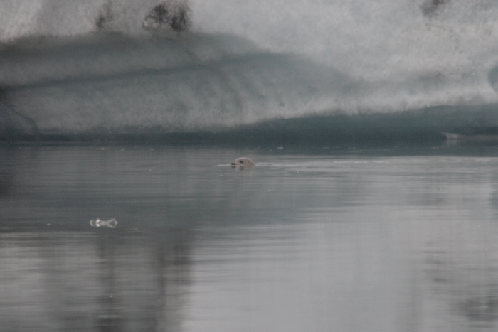 J&ouml;kulsarlon - Gletschersee