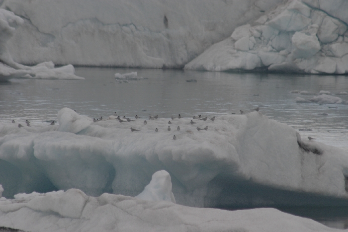 J&ouml;kulsarlon - Gletschersee
