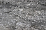 Pr&auml;historische Muschelschichten