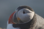Papageientaucher