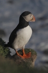 Papageientaucher