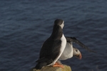 Papageientaucher