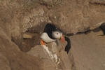 Papageientaucher