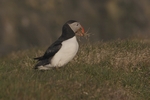 Papageientaucher