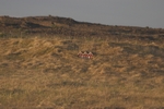 auf Reykjanes