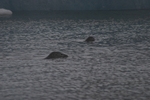 J&ouml;kulsarlon - Gletschersee