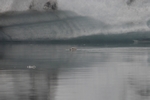 J&ouml;kulsarlon - Gletschersee