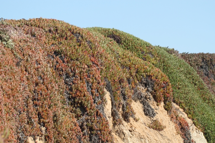 Pescadero State Beach