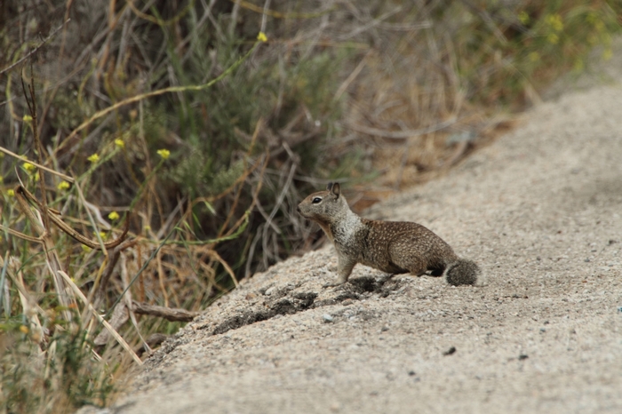 Hwy 1 Cabrillo Erdh&ouml;rnchen