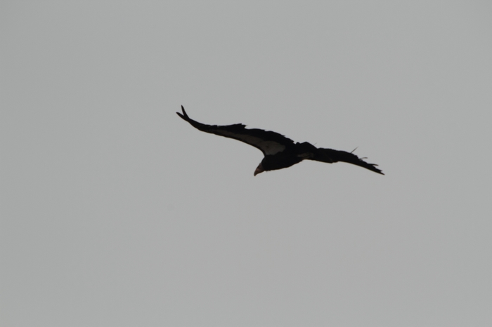 Adler