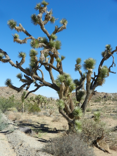 Joshua Tree NP.Josua-Palmlilien