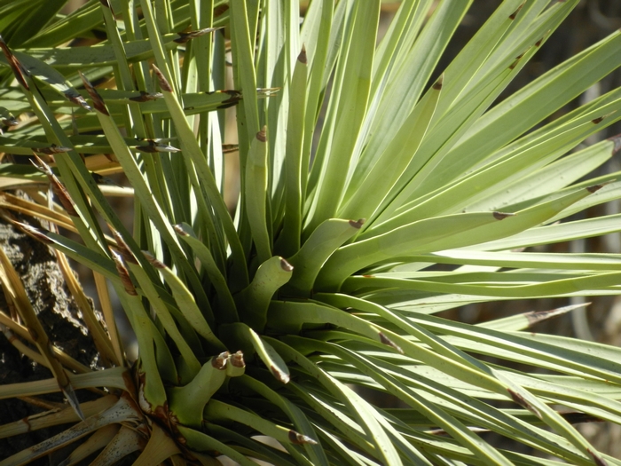 Joshua Tree NP.Josua-Palmlilien