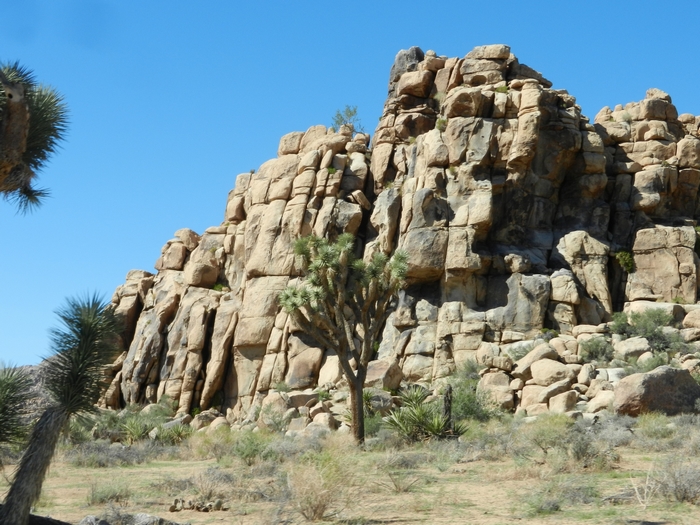 Joshua Tree NP