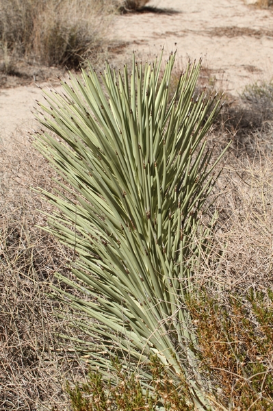 Joshua Tree NP Lost Horse Valley