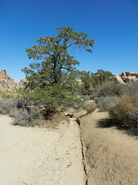 Joshua Tree NP Lost Horse Valley