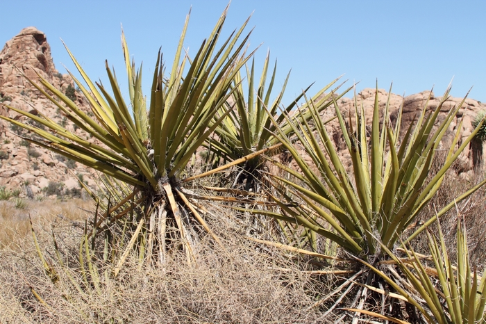 Joshua Tree NP Lost Horse Valley