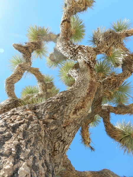 Joshua Tree NP Lost Horse Valley.Josua-Palmlilien
