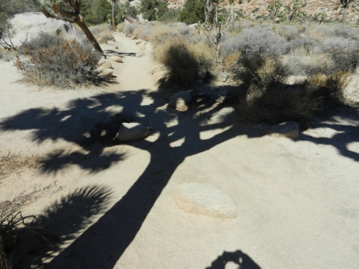 Joshua Tree NP Lost Horse Valley