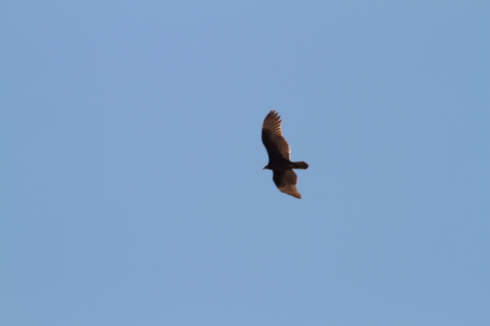 Adler