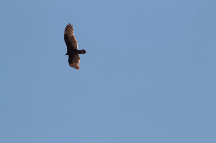 Adler