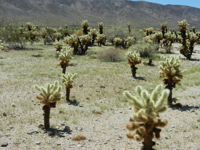 Joshua Tree NP.Teddy-bear Cholla