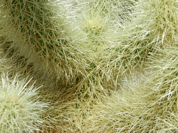Joshua Tree NP.Teddy-bear Cholla