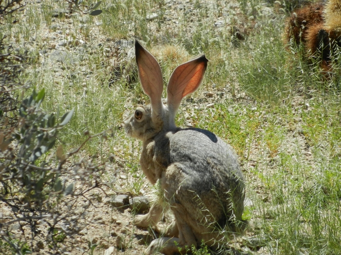 Hase