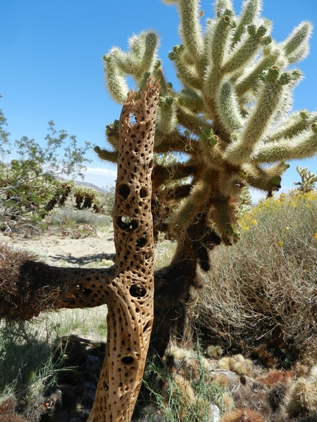 Joshua Tree NP.Teddy-bear Cholla