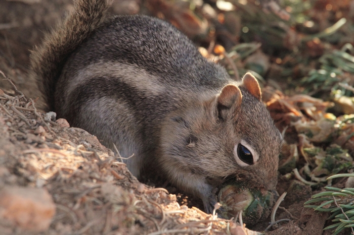 Bryce Canyon.Erdh&ouml;rnchen
