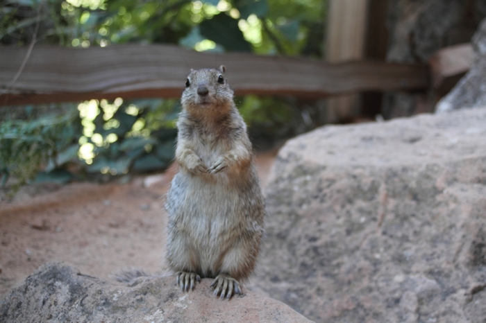 Zion Park.Erdh&ouml;rnchen