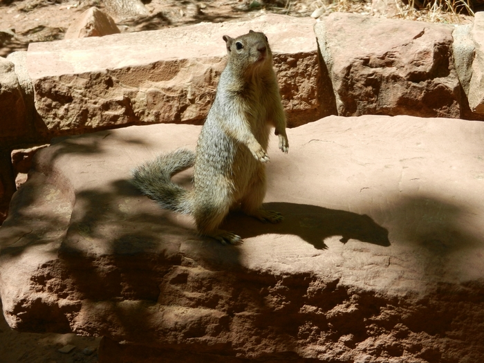 Zion Park.Erdh&ouml;rnchen