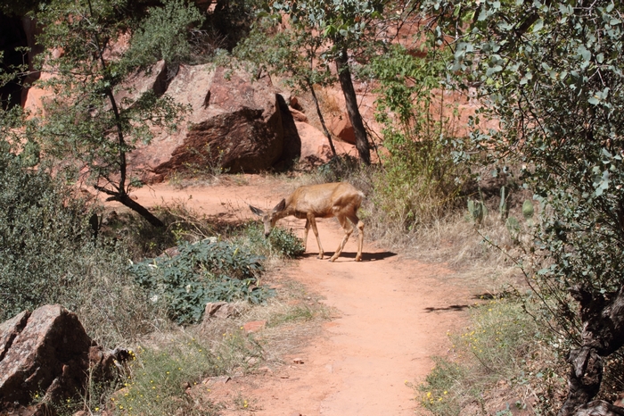 Zion Park