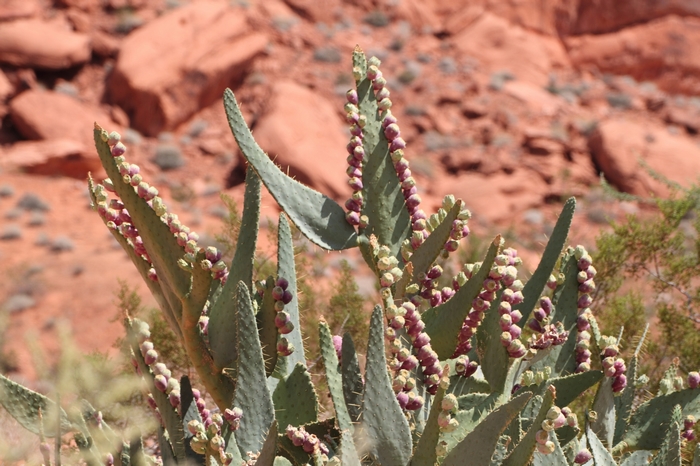Valley of Fire