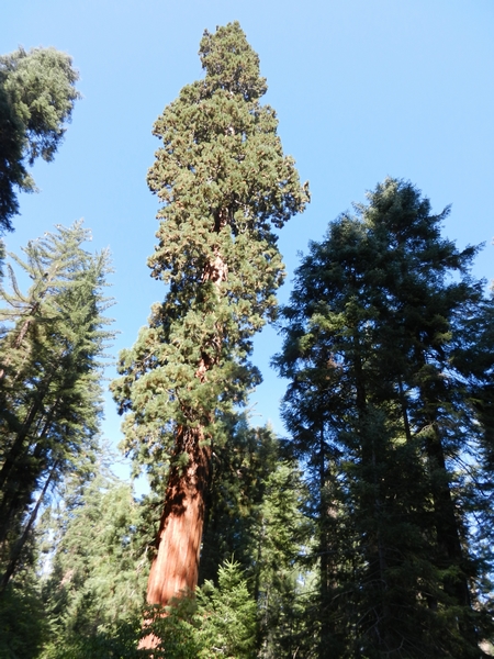 Sequoia NP