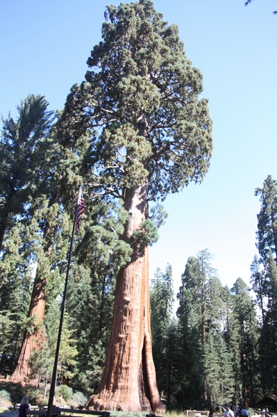 Sequoia NP