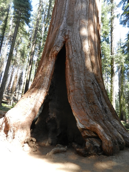 Sequoia NP