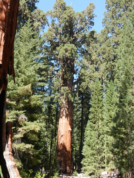 Sequoia NP