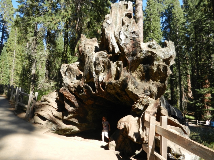 Sequoia NP