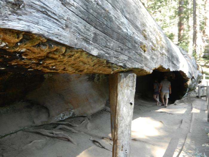 Sequoia NP