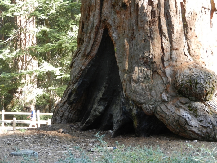 Sequoia NP