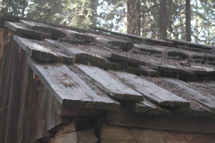 Sequoia NP
