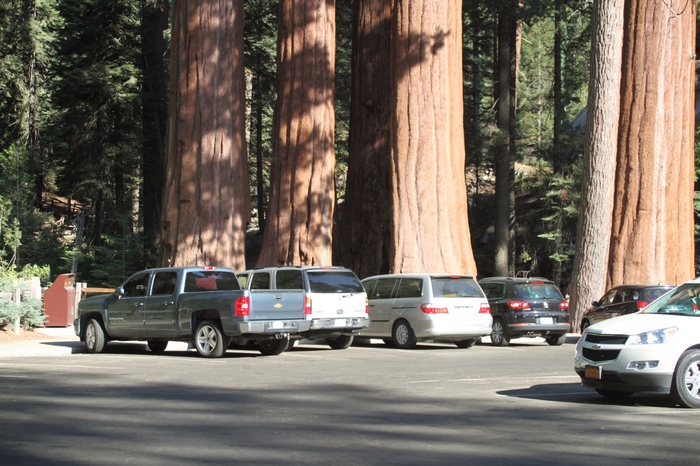 Sequoia NP